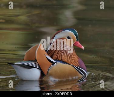 Drake Mandarin canard nageant sur un étang. Banque D'Images