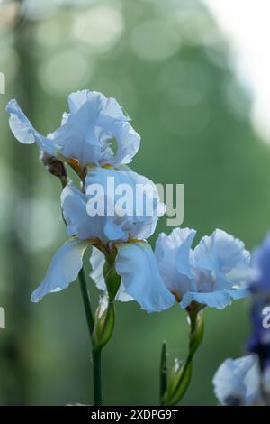 Fleur d'iris sur un fond flou de plantes vertes Banque D'Images