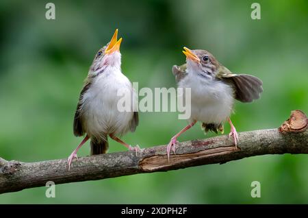 Bébé oiseau à la recherche de nourriture Banque D'Images