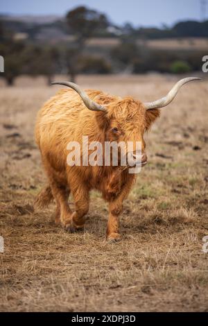 Highland Cow marchant dans un champ herbeux Banque D'Images