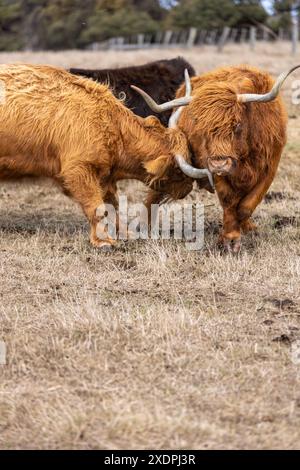 Deux vaches Highland bloquant des cornes dans un champ herbeux Banque D'Images