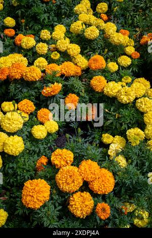 Fleurs de souci jaune et orange en fond de pleine floraison Banque D'Images