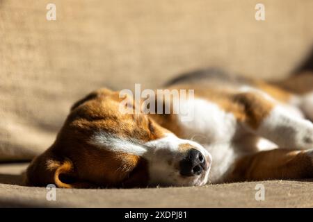 Gros plan d'un chiot beagle dormant sur un canapé au soleil Banque D'Images