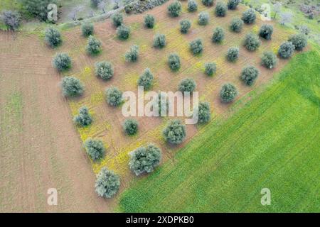 Vue de dessus d'oliveraie et champ de prairie vert. Vue aérienne des oliviers par drone. Agriculture paysage aérien Chypre Banque D'Images