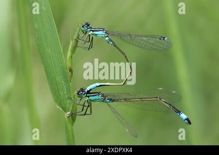 L'accouplement de demoiselles bleu commun Banque D'Images