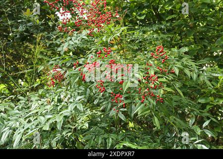 Gros plan sur les baies rouges et les feuilles vertes de l'arbuste de jardin pérenne à feuilles persistantes nandina domestica vu au printemps. Banque D'Images