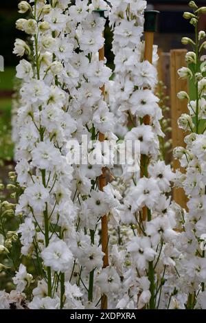 Gros plan de l'épi de fleur blanche de la plante herbacée de jardin à fleurs d'été vivace delphinium nouvelle aube. Banque D'Images