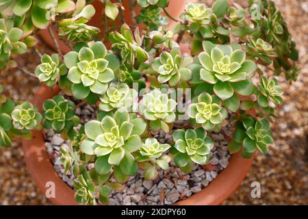 Gros plan des feuilles vertes avec des marges rouges du jardin tendre succulent aeonium ciliatum. Banque D'Images