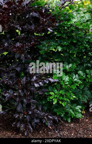Gros plan sur les feuilles violettes du hêtre pourpre Fagus sylvatica purpurea et sur les feuilles vertes du hêtre commun Fagus sylvatica. Banque D'Images