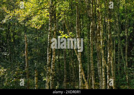 Géographie / voyage, Suisse, vue abstraite de bouleaux couverts de mousse, NON-EXCLUSIVE-USAGE POUR LE PLIAGE-CARTE-VOEUX-CARTE-POSTALE-UTILISATION Banque D'Images