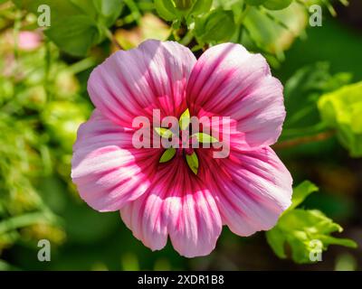 Moût de mauve à grandes fleurs (Malope trifida) et bleuets poussant à l'état sauvage sur le côté d'une route très fréquentée dans le nord du wiltshire Banque D'Images