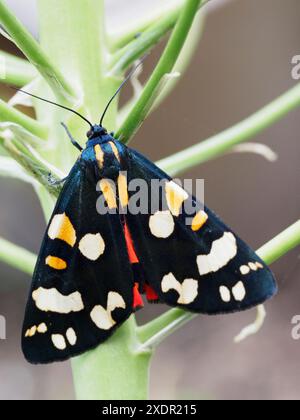 Teigne du tigre écarlate (Callimorpha dominula) Banque D'Images