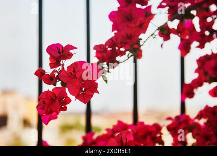 Bougainvilliers roses poussant à travers une clôture, Athènes, Grèce, Europe Banque D'Images