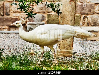 Paon blanc à Bodrum, Turquie, Europe Banque D'Images