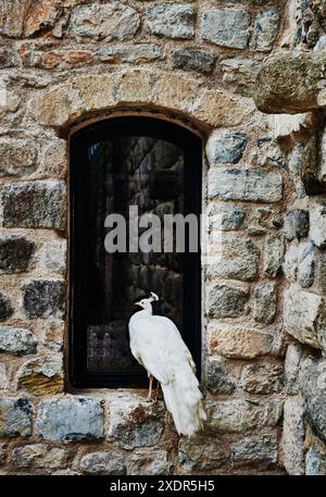 Paon blanc debout dans la fenêtre d'un ancien château, Bodrum, Turquie, Europe Banque D'Images