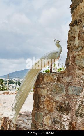 Paon blanc à Bodrum, Turquie, Europe Banque D'Images