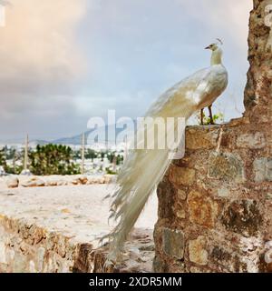 Paon blanc à Bodrum, Turquie, Europe Banque D'Images