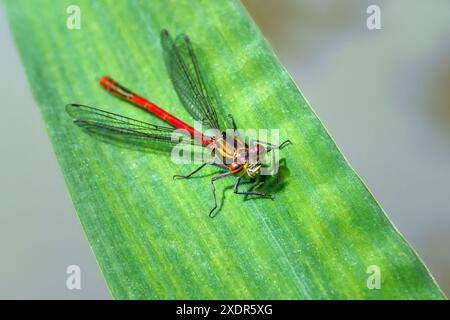 Grand mâle de Damselfly rouge (Pyrrhosoma nymphula) sur une feuille de roseau Banque D'Images
