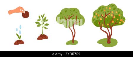 Cycle de vie de la croissance des arbres. Étapes de croissance du semis à la récolte. Plante à la main des graines dans le sol. Le germe fait place dans le sol. Couronne de feuillage vert. Fruits Illustration de Vecteur