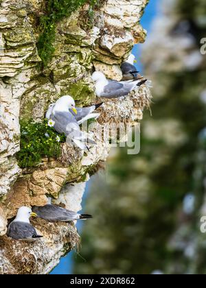 Kittiwake à pattes noires, Rissa tridactyla, oiseaux sur les falaises, Bempton Cliffs, North Yorkshire, Angleterre Banque D'Images