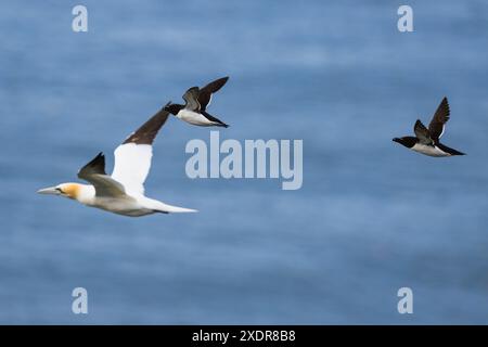 Razorbill, ALCA Torda, oiseaux en vol au-dessus de la mer, falaises de Bempton, Yorkshire du Nord, Angleterre Banque D'Images