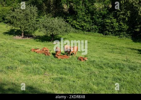 Vaches élevées en liberté qui paissent sur un pâturage vert en Suisse rurale. Jour d'été ensoleillé, pas de gens. Banque D'Images