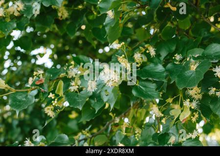 Linden fleurs en pleine floraison sur les branches, pas de gens. Banque D'Images