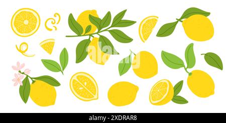 Citrons de dessins animés. Fruits juteux aigres exotiques. Agrumes jaunes. Citrique entier et en tranches. Zeste parfumé. Brindilles naturelles avec des feuilles et des fleurs. Branches de citron Illustration de Vecteur