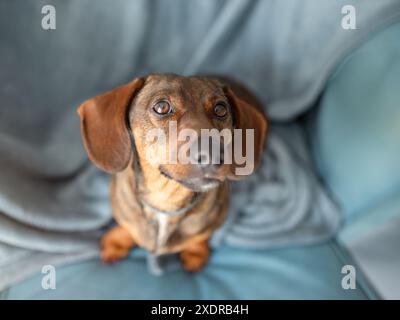 Petit teckel tacheté brun assis sur une grande chaise isolé sur fond gris Banque D'Images