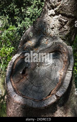 Une vieille bûche coupée trouvée dans la forêt semble sourire. Vertical. Banque D'Images