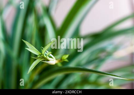 Détail d'un petit bourgeon de la plante appelé Chlorophytum comosum ou ruban. Mise au point sélective. Parties floues de l'image. Macrophotographie. Banque D'Images