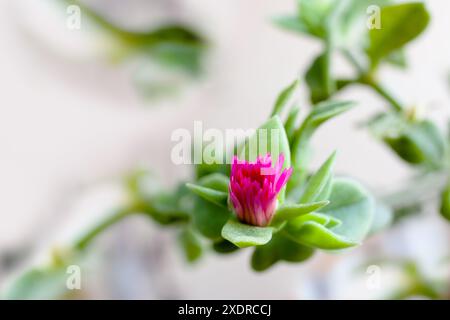 Détail de la naissance d'une fleur de la plante Aptenia cordifolia. Bébé soleil rose. C'est une fleur rose avec des pétales allongés. Mise au point sélective. Flou Banque D'Images