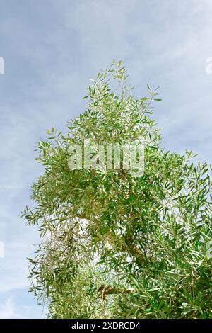 Branches d'olivier vertes sur fond de ciel bleu avec un nuage blanc. Estrémadure. Espagne. Vertical. Banque D'Images