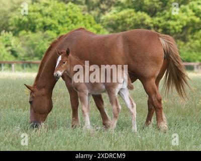 Une race rare Suffolk Punch Mare et son poulain Banque D'Images