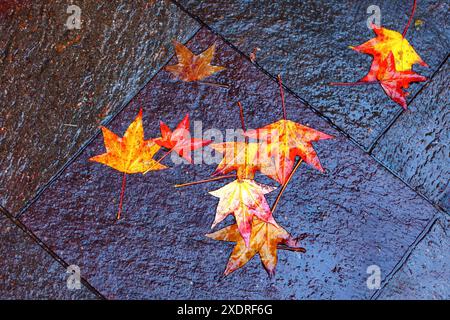 Feuilles d'automne sur un trottoir humide. Les feuilles sont orange et jaunes, et elles sont dispersées à travers le sol. L'image a un Moo paisible et apaisant Banque D'Images