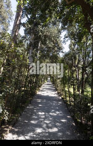 Les chênes holm dressés forment des chemins ombragés dans les jardins de Boboli, Florence, Italie Banque D'Images