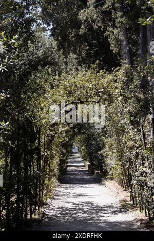 Les chênes holm dressés forment des chemins ombragés dans les jardins de Boboli, Florence, Italie Banque D'Images