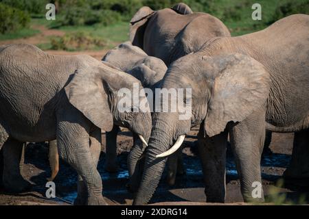 De jeunes taureaux éléphants ont vu jouer au combat Banque D'Images