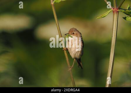 Les oiseaux transportant de la nourriture indiquent souvent la présence d'un nid à proximité. Soyez conscient de ne pas perturber la tentative de reproduction. Banque D'Images