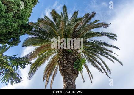 Un seul grand palmier avec un tronc épais et de nombreuses frondes vertes se dresse contre un ciel bleu vif avec des nuages blancs tortueux. L'arbre est au point et fi Banque D'Images