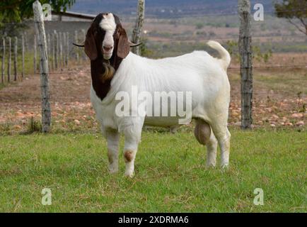 Chèvre Boer mâle au Brésil. Le Boer est une race développée en Afrique du Sud Banque D'Images