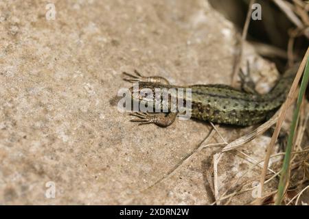 Un lézard commun, Zootoca vivipara, se réchauffant sur un rocher au printemps. Banque D'Images