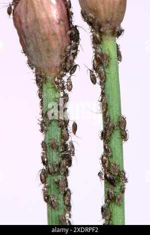 Les pucerons de l'oignon (Neotoxoptera formosana) sont des organismes nuisibles sur les tiges et les bourgeons d'une ciboulette, Berkshire, mai Banque D'Images