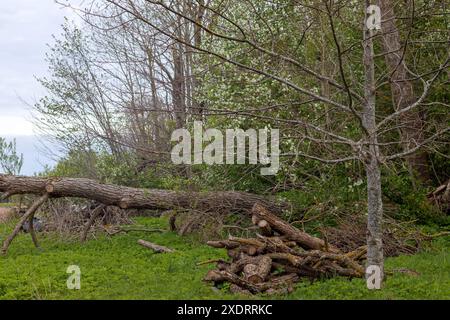 un arbre tombé au bord du champ sur l'herbe et une bûche sciée de bois de chauffage sous l'arbre Banque D'Images