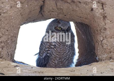 Jeune grand hibou à cornes perché dans l'ouverture du mur d'adobe flambé des ruines de Casa Grande Banque D'Images