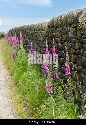 Des gants de foxgant sauvages (Digitalis purpurea) poussant à côté d'un mur de pierre sèche à Baildon, Yorkshire. Ces fleurs riches en nectar attirent les abeilles. Banque D'Images