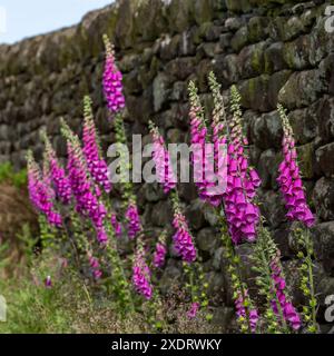 Des gants de foxgant sauvages (Digitalis purpurea) poussant à côté d'un mur de pierre sèche à Baildon, Yorkshire. Ces fleurs riches en nectar attirent les abeilles. Banque D'Images