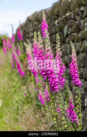 Des gants de foxgant sauvages (Digitalis purpurea) poussant à côté d'un mur de pierre sèche à Baildon, Yorkshire. Ces fleurs riches en nectar attirent les abeilles. Banque D'Images