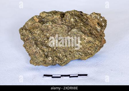 Un échantillon de schiste à biotite de couleur or sur fond blanc avec une échelle de 5cm Banque D'Images