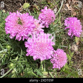 Tauben-Skabiose, Scabiosa columbaria ist eine buschige Staude, die von mai bis Oktober blaue Blueten bildet. Pigeon scabious, Scabiosa columbaria est un Banque D'Images